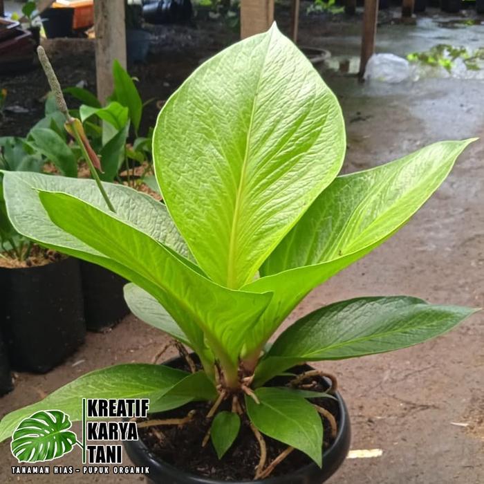 Tanaman hias anthurium jemani cobra catalog - Jemani kobra katalog - ANAKAN
