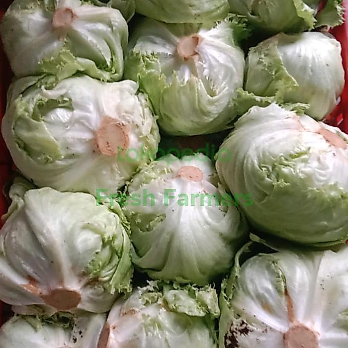 NEW Head Lettuce / Lettuce Kebab 1kg