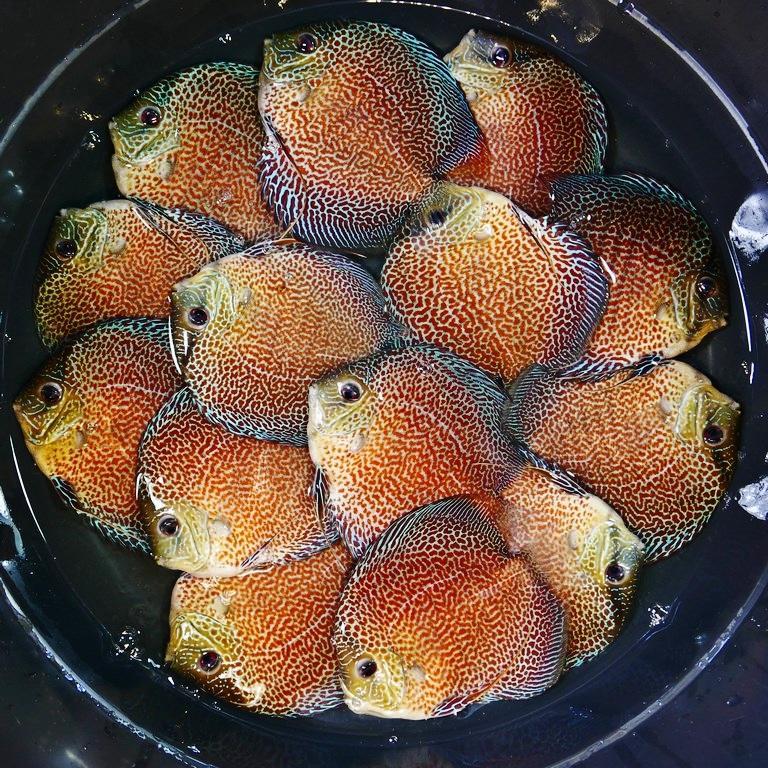 Ikan Discus Leopard Snake Skin 3 inch | Kualitas Premium