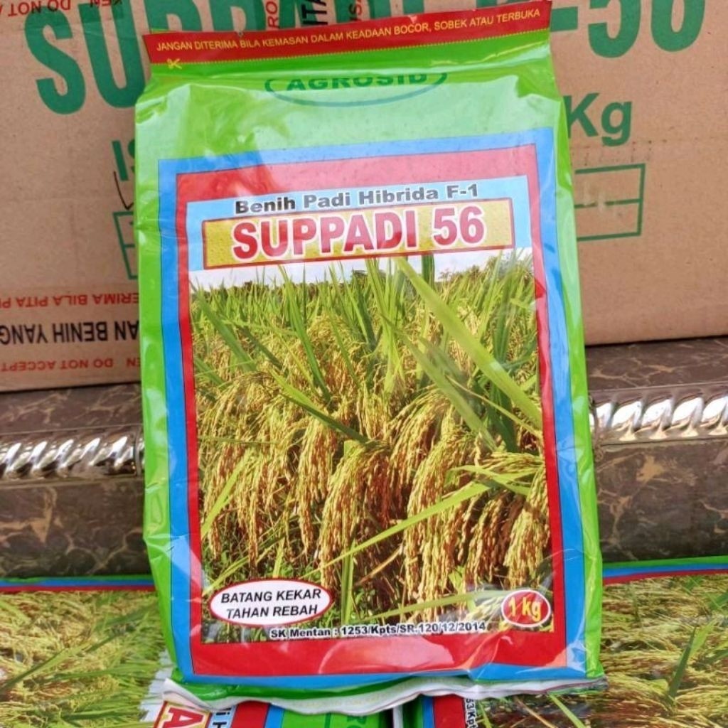 (1KG)BENIH BIBIT PADI SUPPADI 56 BERKUALITAS UNGGULAN