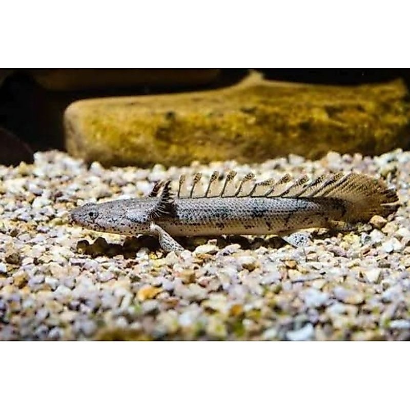 hiasan aquarium palmas endlicheri - aquarium