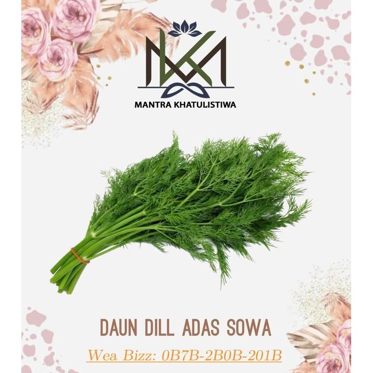 DAUN DILL SEGAR DAUN ADAS FRESH DAUN DILL ADAS HERB Sayur