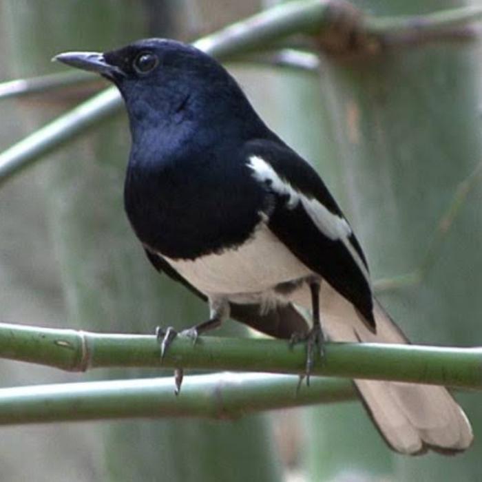 CS Burung Kacer dada putih jantan pilihan