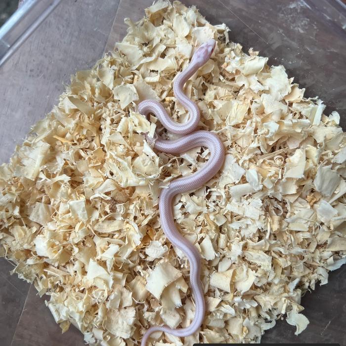 READY  GE CORN SNAKE Snow stripe motley