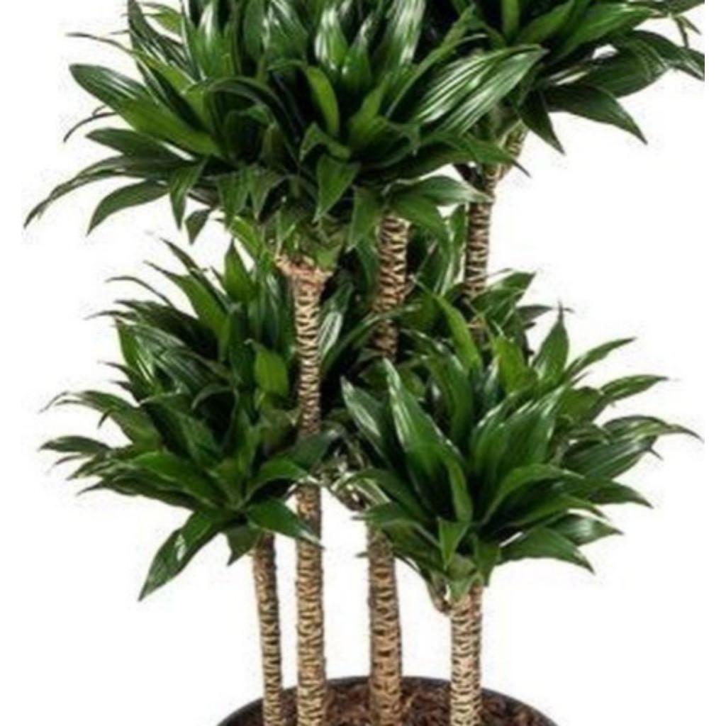 Tanaman Hias  Pohon Andong Kemoceng Compakta Tanaman Hiasan Rumah/ Taman