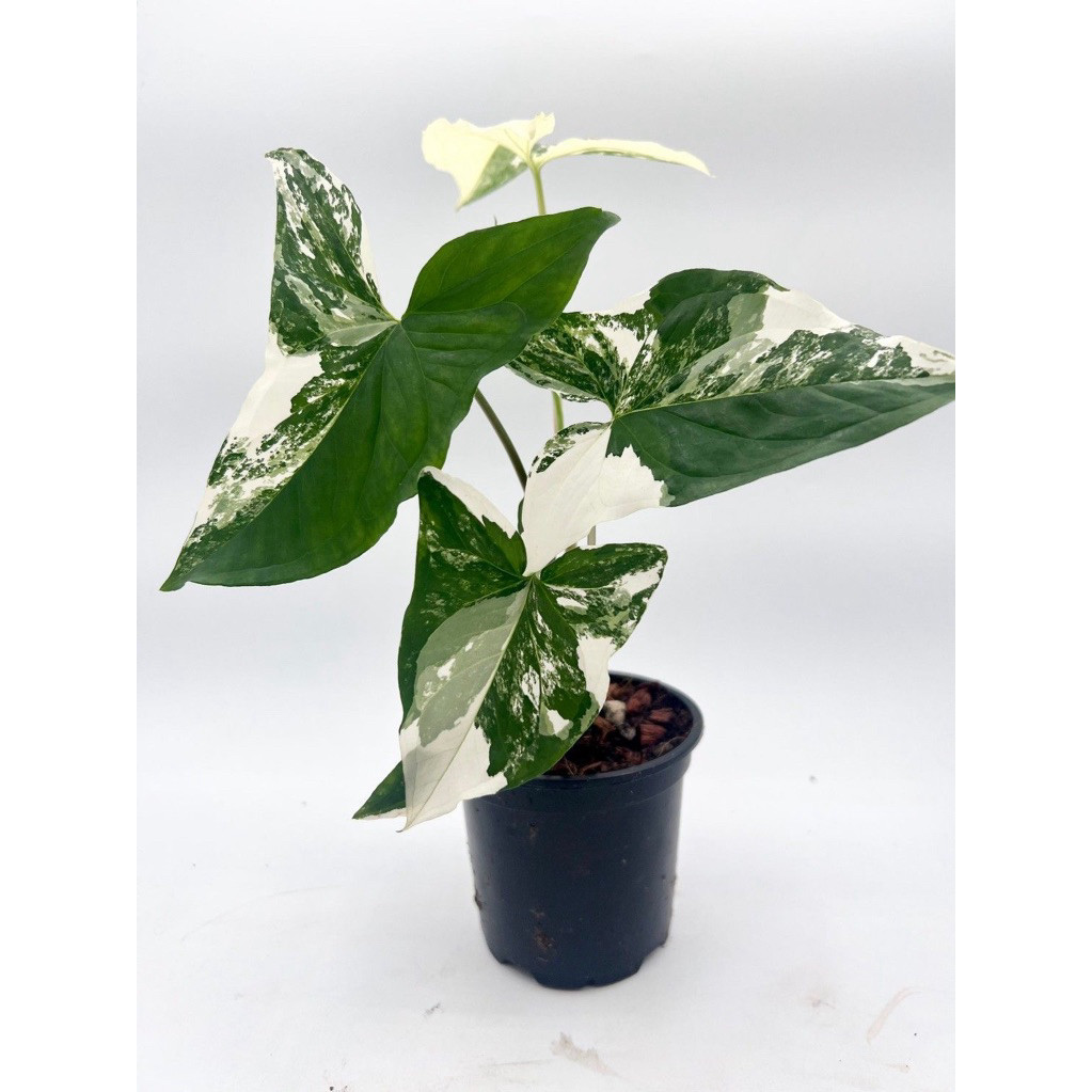 tanaman hias syngonium variegata - syngonium variegata