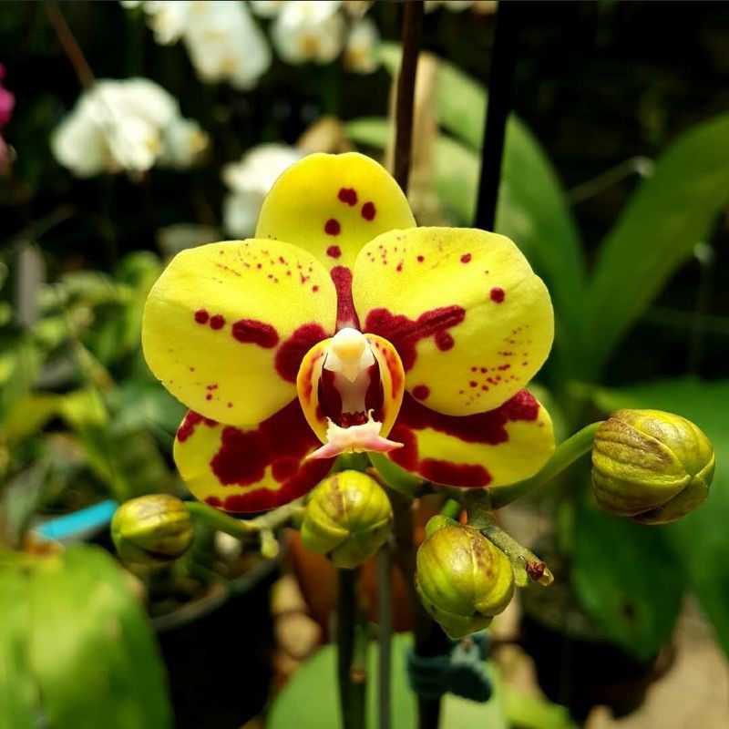 Anggrek bulan batik kuning spike