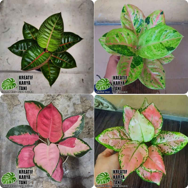 PROMO ( BISA COD ) Tanaman hias aglonema - Aglonema murah - Aglonema tanaman hidup