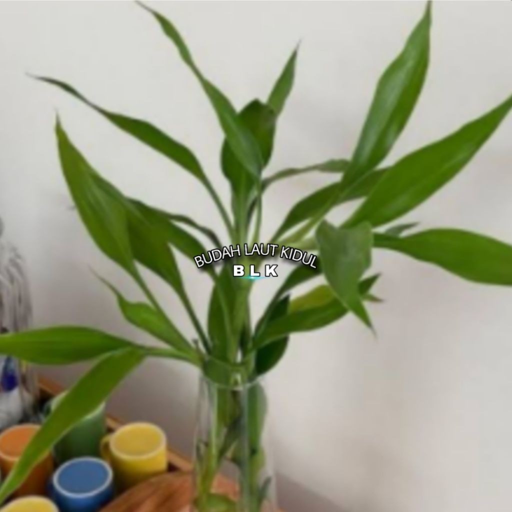 Bambu hoki | bambu hoki/hiyas | 1pcs =1 pohon - NN.id