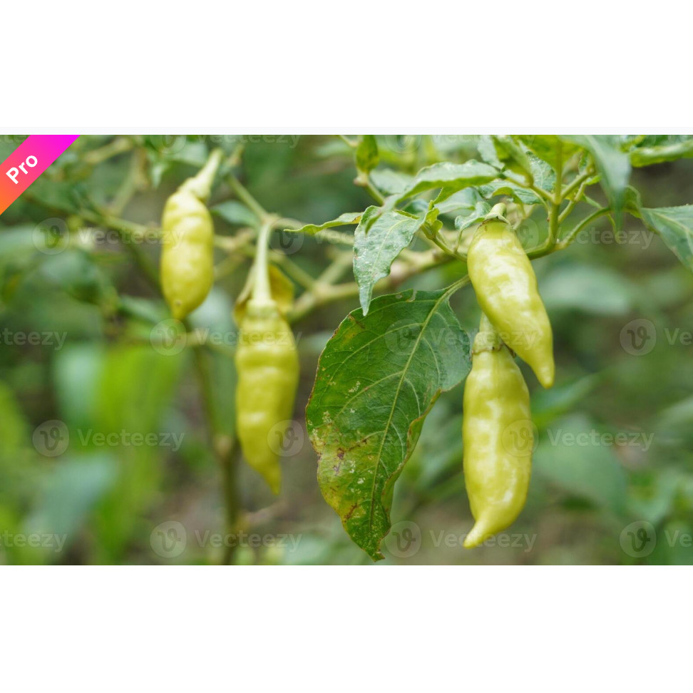 Biji Benih Bibit Benih bibit cabe rawit putih