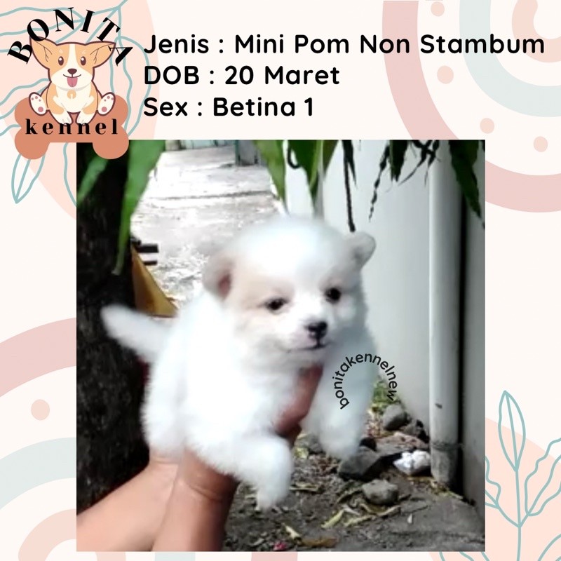Mini Pom Non Stambum Particolor Sable Anak Anjing Minipom Mini Pomeranian