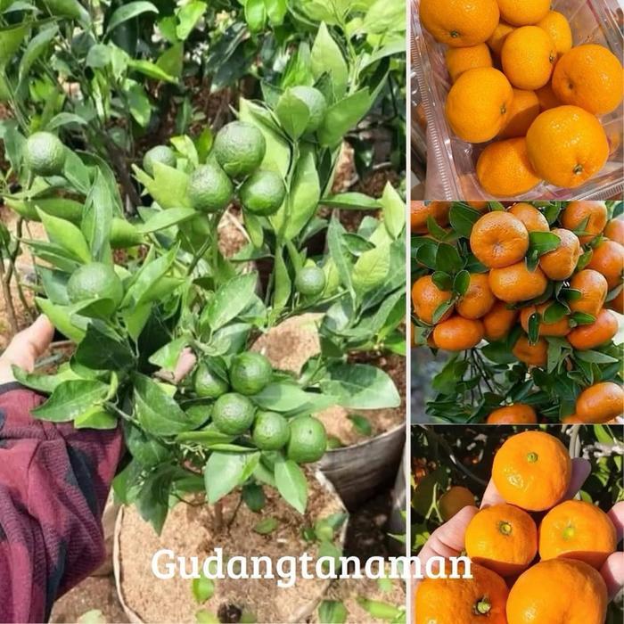 PROMO  SUDAH BERBUAH JERUK SANTANG MADU || BIBIT JERUK SANTANG MADU MANIS BERBUAH LEBAT