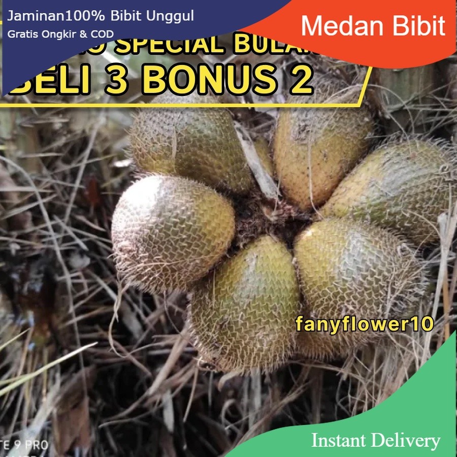 BELI 3 BONUS 2 / SALAK GADING | kwalitas bibit unggul | PLUS BONUS 1 PUPUK GRATIS