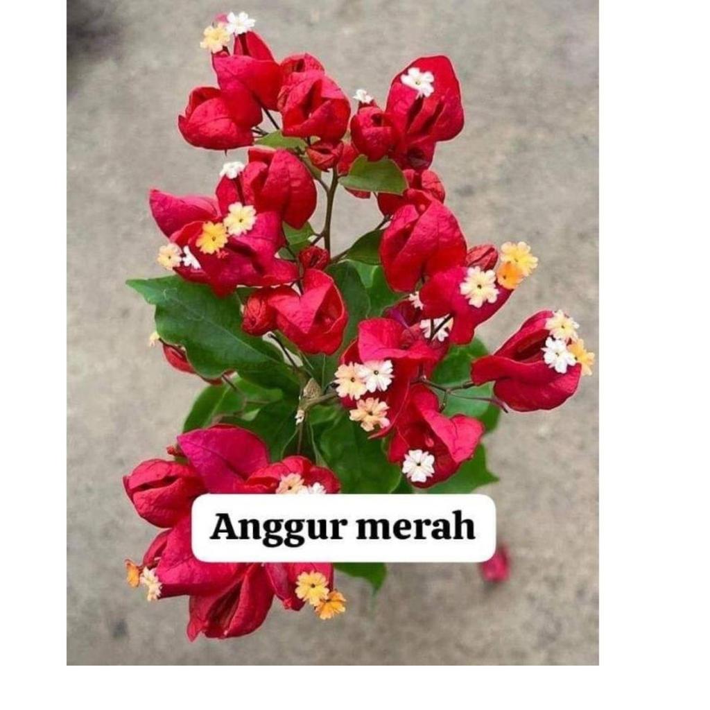 Jumbo Bougenville Anggur Merah ORI ukuran 50-100 cm -tanaman - bunga