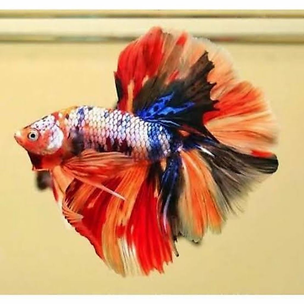 Isi Cupang Halfmoon Multicolor