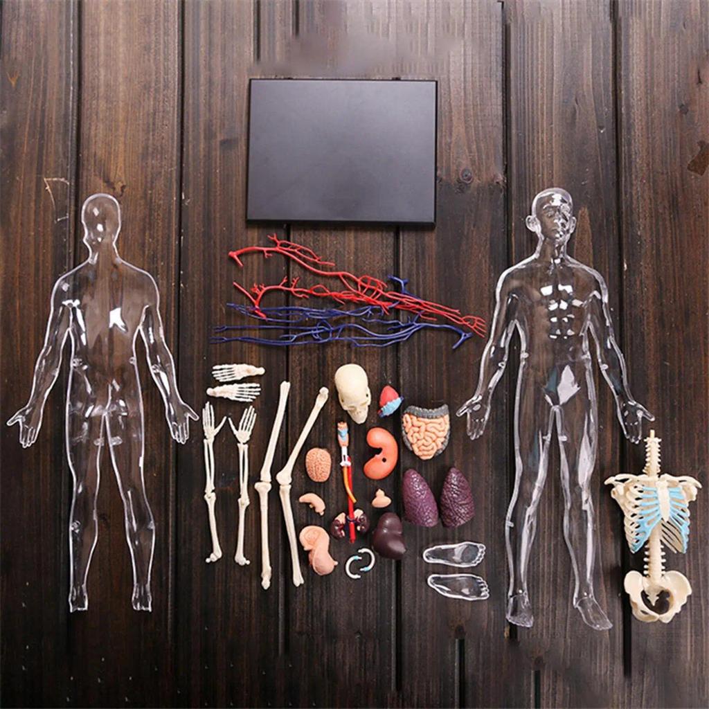 4D Assembled Human Organ Anatomy Model Educational Internal Organ Anatomy