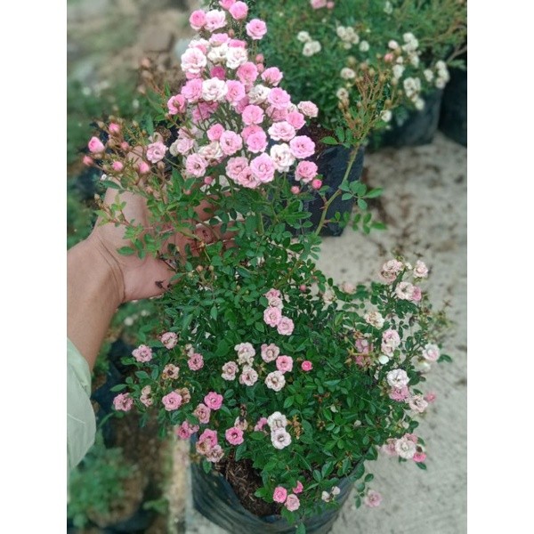 Bunga Mawar Baby Rose Indukan Dewasa Rimbun Hidup