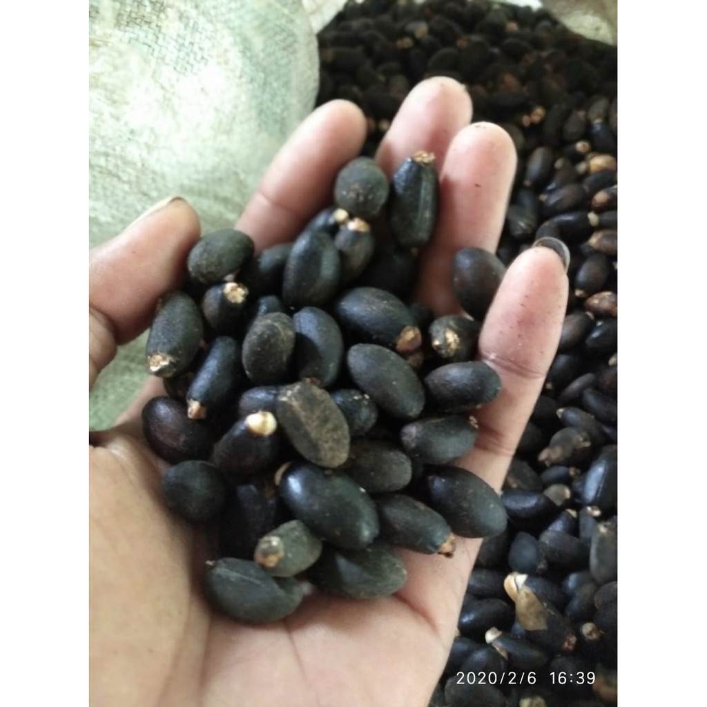 Biji Jarak Umpan Bawal Kualitas Unggul 500 gram Biji Jarak Pagar