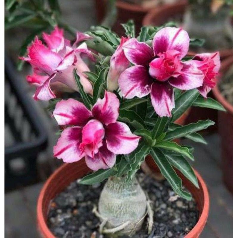 Adenium / adenium bunga tumpuk no 18 / kemboja / kamboja jepang adenium arabicum/termurah