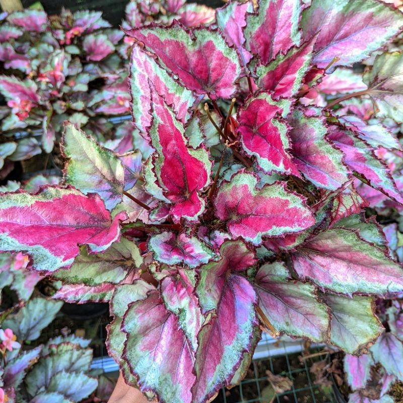 Tanaman Hias Begonia Rex Rimbun