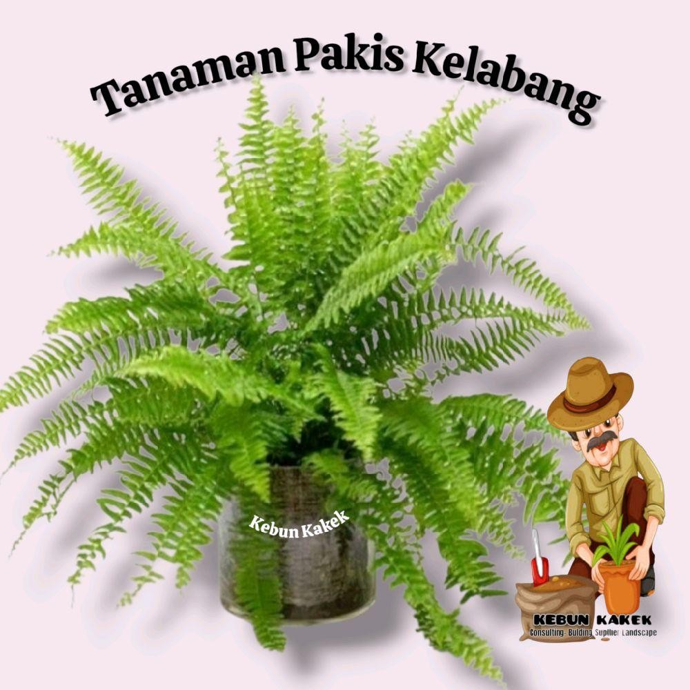 Pakis Kelabang / Tanaman Hias Kelabang / Tanaman Hias Hidup Pakis Kelabang