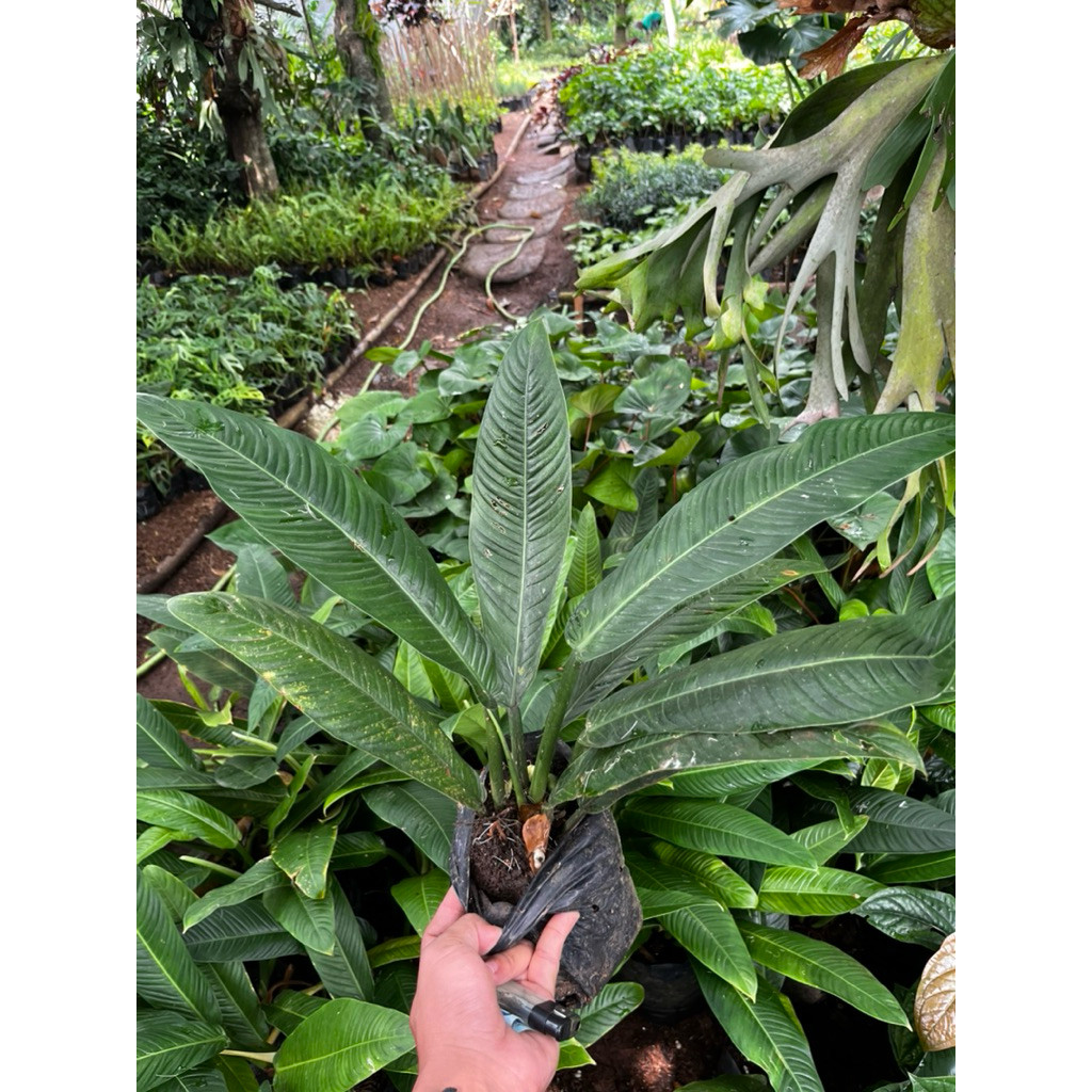 tanaman hias philodendron linet - philo linet - linet