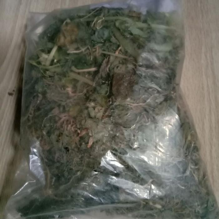 Daun Sirih Cina Kering Original 100%