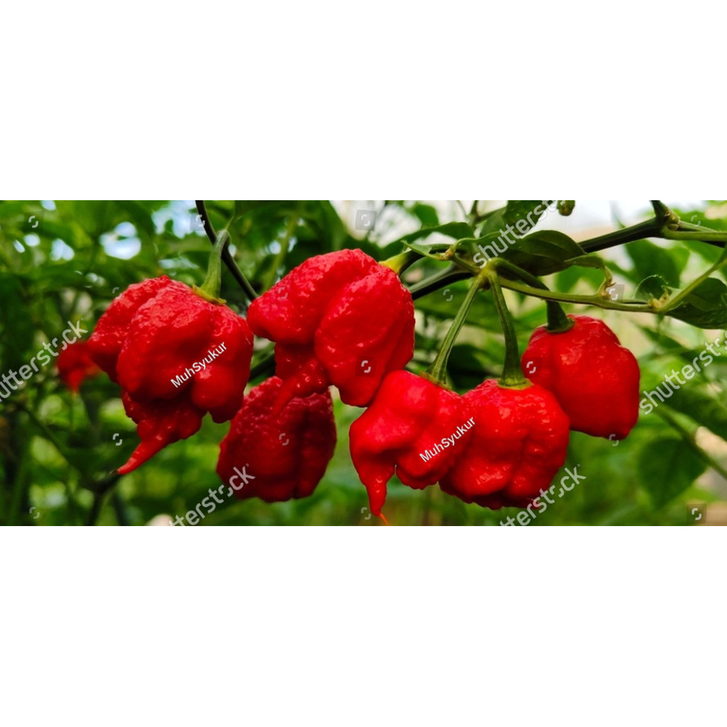 BDG Benih CABE CAROLINA REAPER