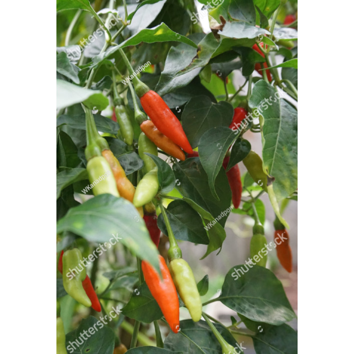 BDG BENIH BIJI Bibit Cabe Rawit VIRAL