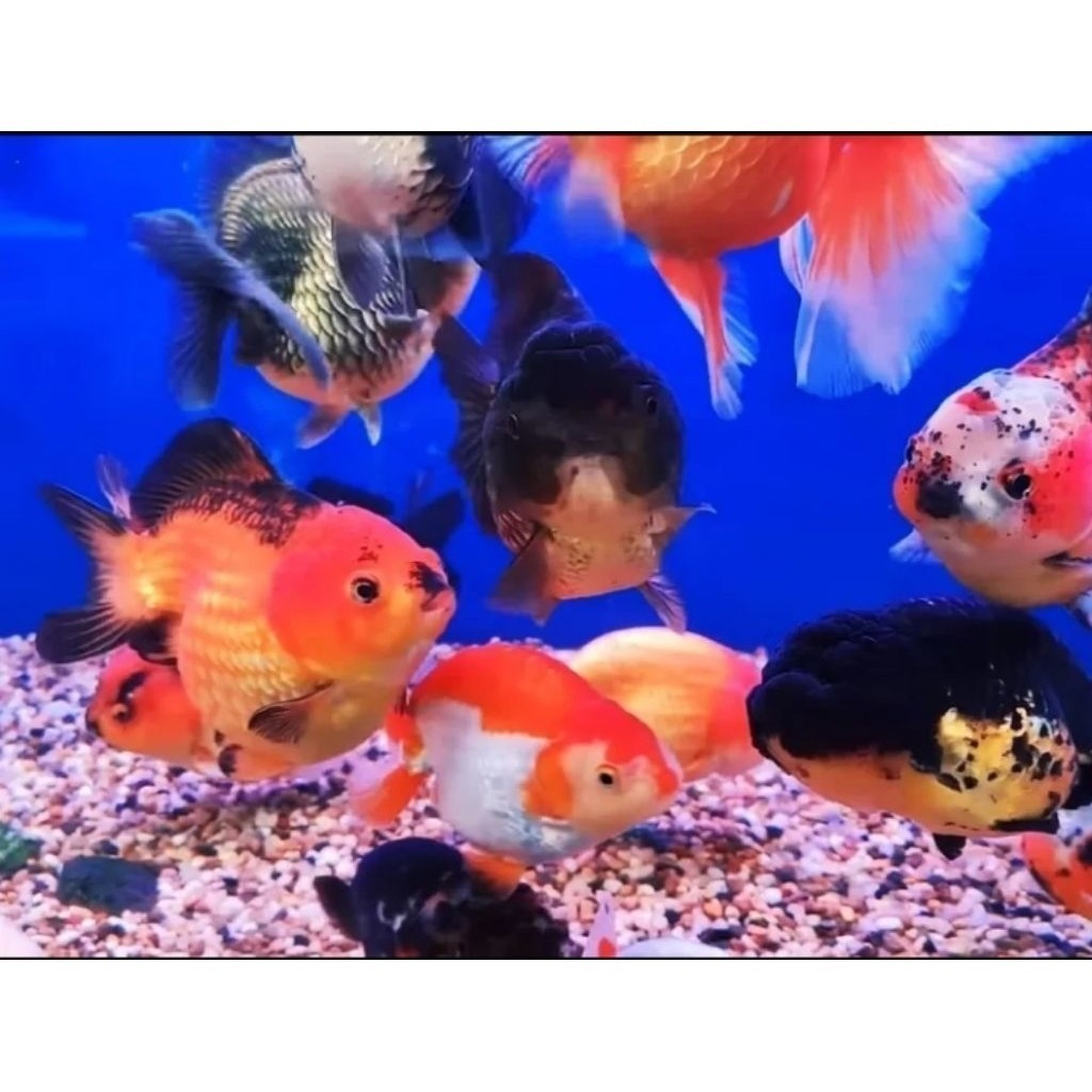 baby mas koky oranda RANCHU KOKI RW WHITE 6-8 cm PANCA WARNA Berkualitas