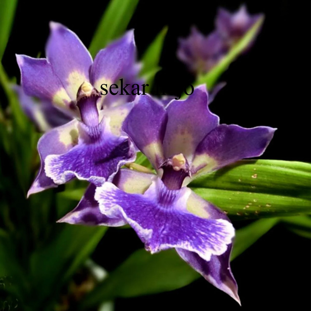 Anggrek Oncidium Premium - Spike / Mekar Knop - Bebas Pilih ID