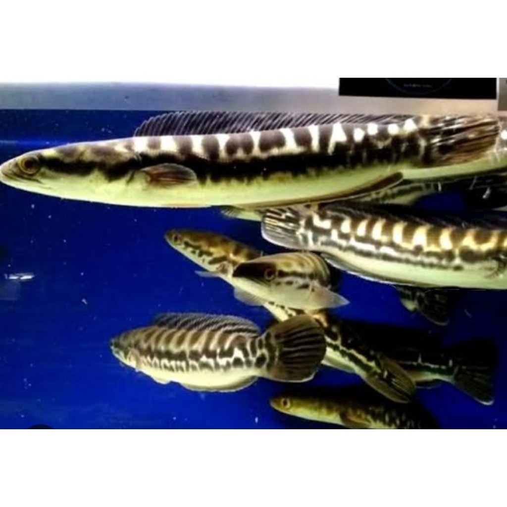 toman jumbo super galak 9-13 cm berkualitas