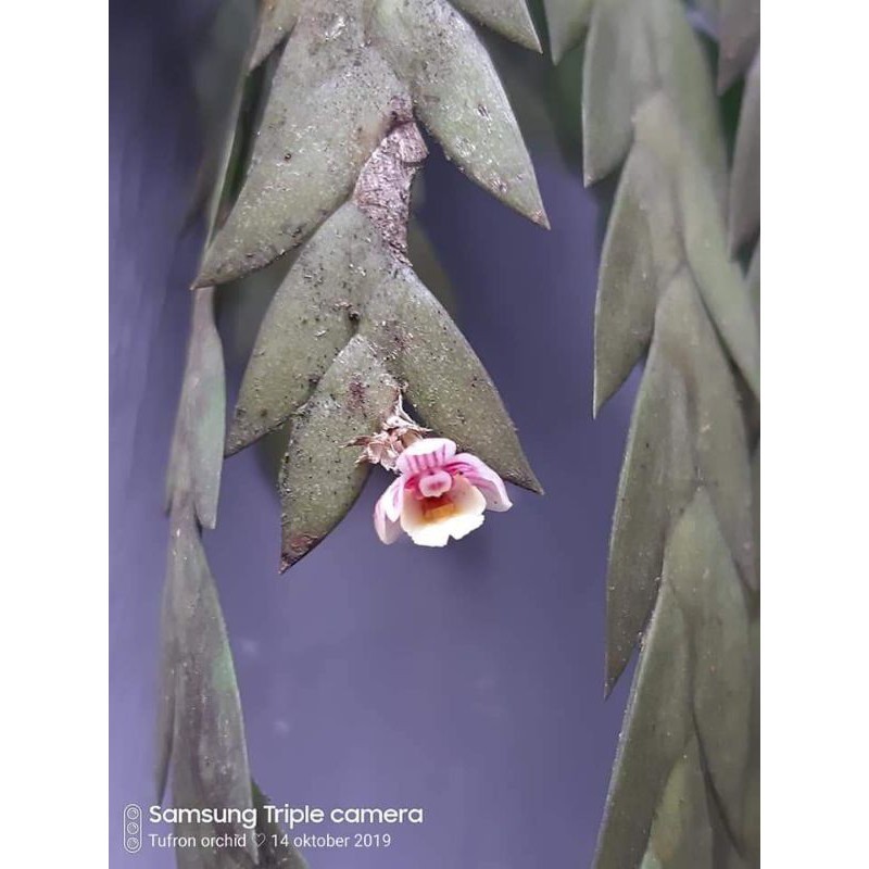 anggrek mini dendrobium lobulatum dewasa