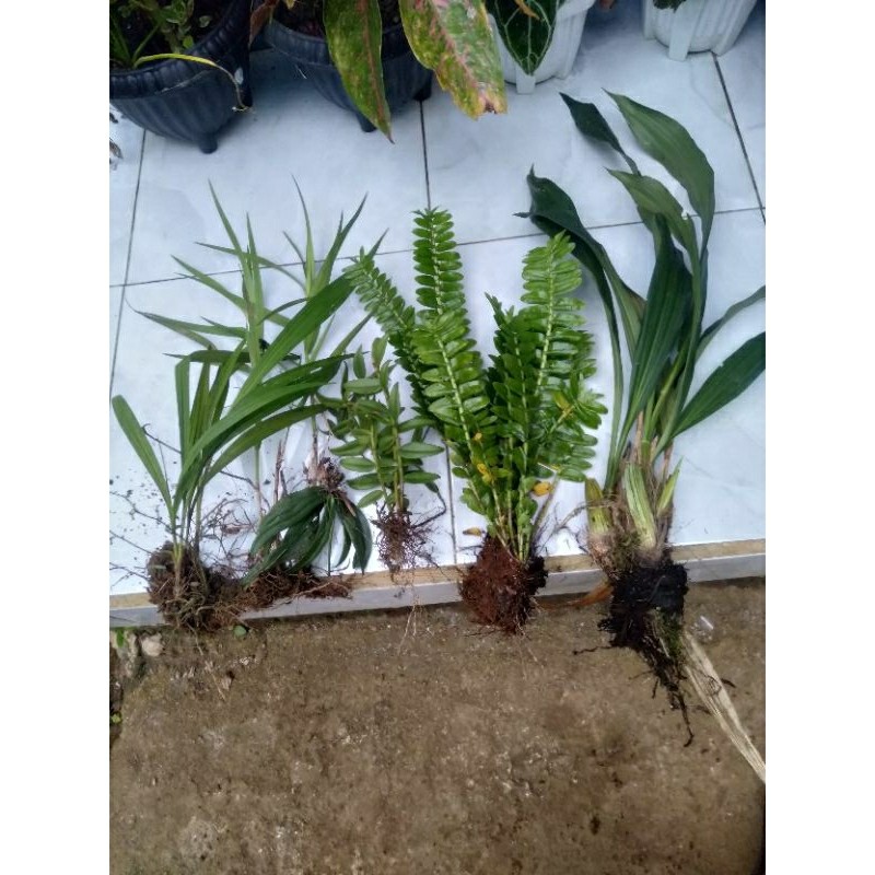 lima jenis tanaman anggrek species hutan langka