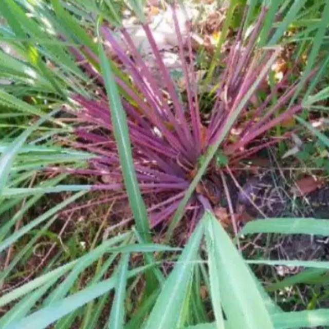 Bibit sereh merah sereh wangi 10 bibit