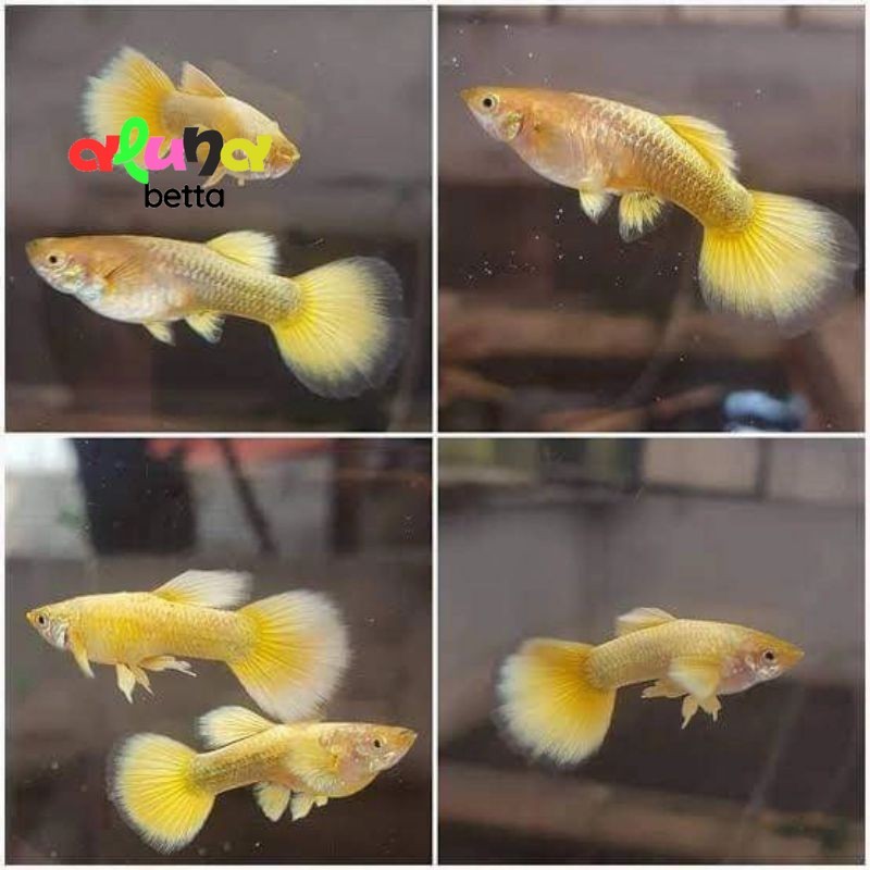 ikan hias air tawar  - GUPPY GOLD - sepasang