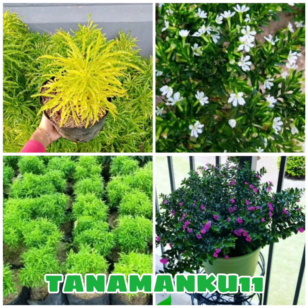 paket 4 tanaman brokoli kuning brokoli hijau taiwan putih taiwan ungu