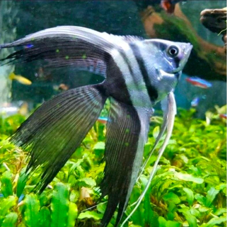 Manfish Bw Slayer size 4cm - Hiasan aquascape