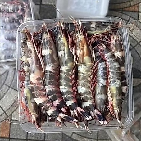 Udang windu tiger frozen