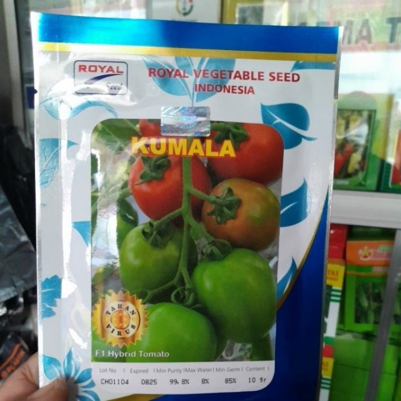 [ STOK TERBARU ] Tomat Kumala F1 Hybrid Benih Cepat Tumbuh