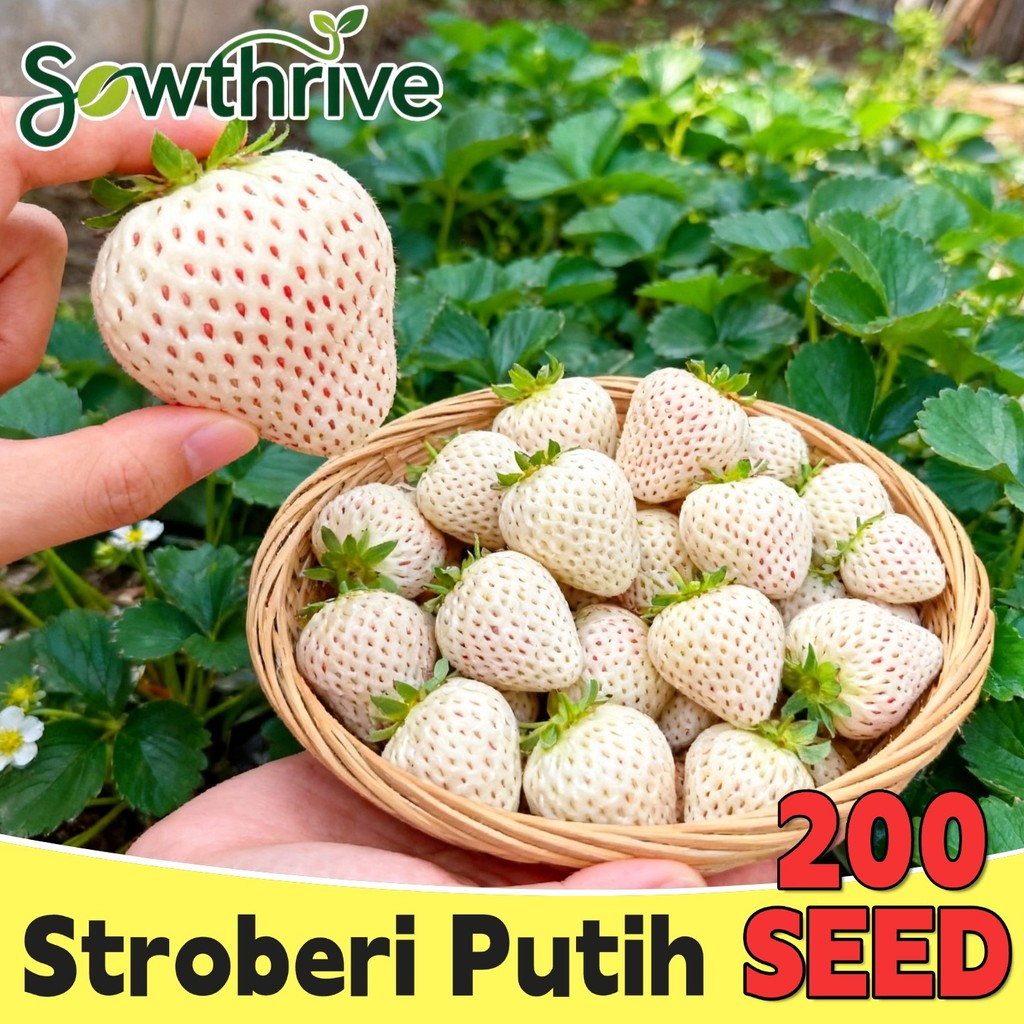 200 Biji Benih Stroberi Putih Benih Stroberi Segar Jumbo Manis White Strawberry Seeds Bibit Pohon Bu