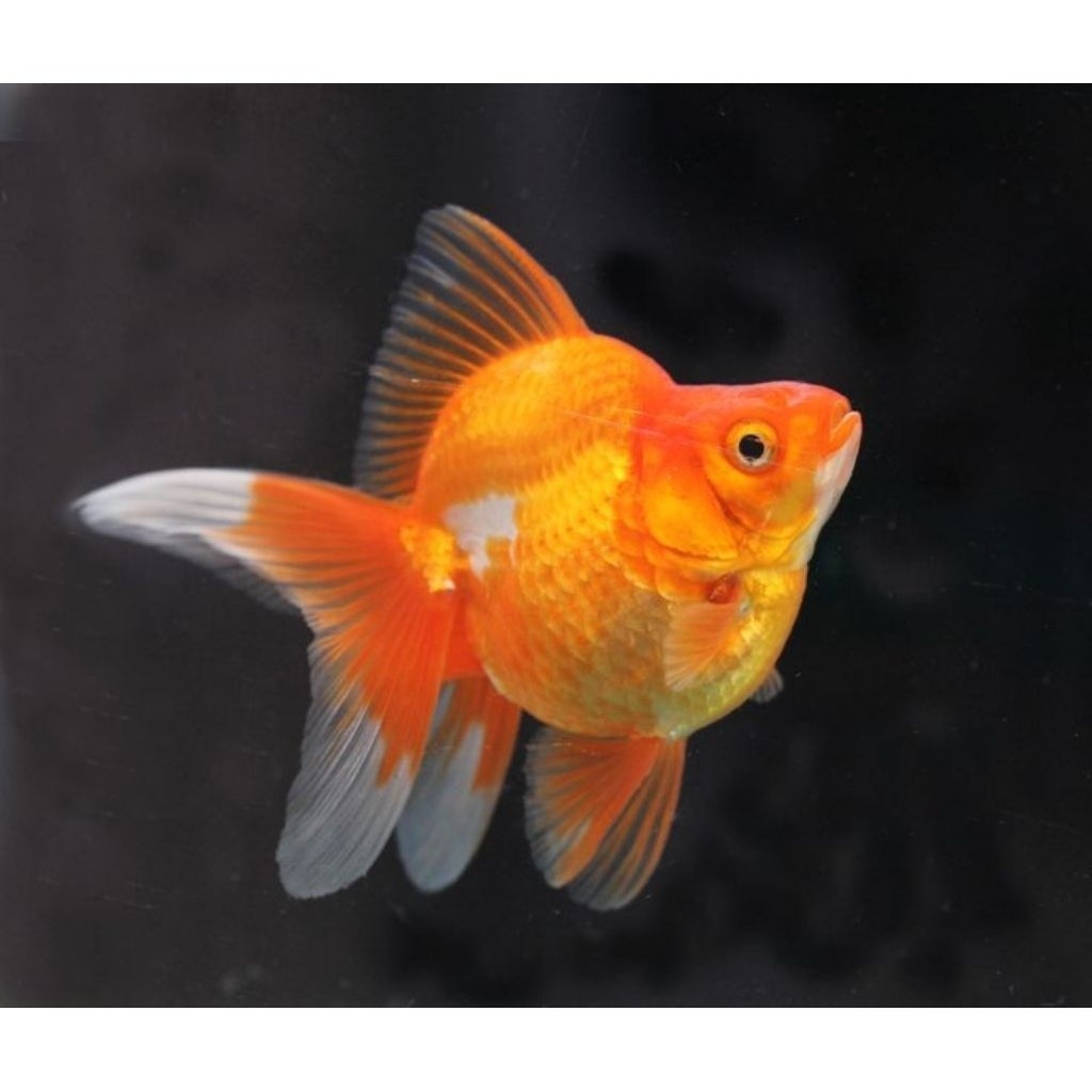 Ikan Mas Koki Ryukin  | Ryukin 7-9 cm Maskoki