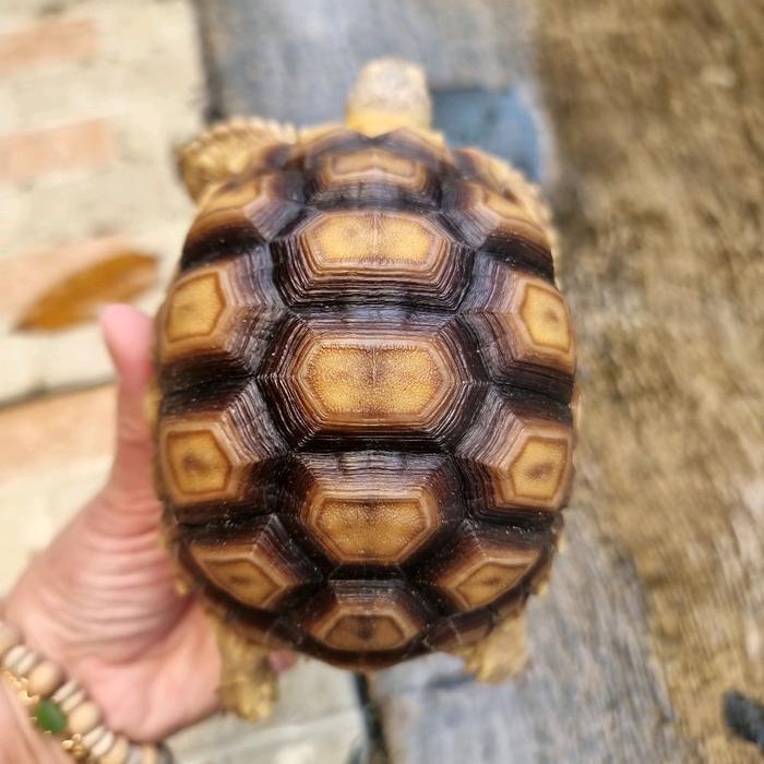 CS Sulcata size aman 11-12cm bukan bayi ternakan lokal