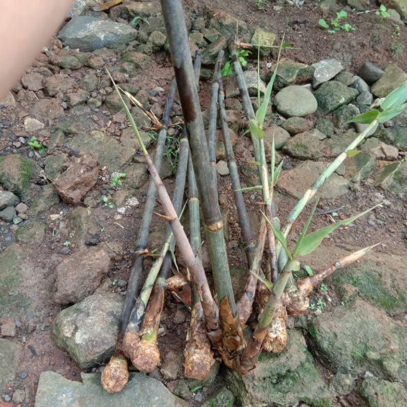 Tanaman hias stek bambu hitam