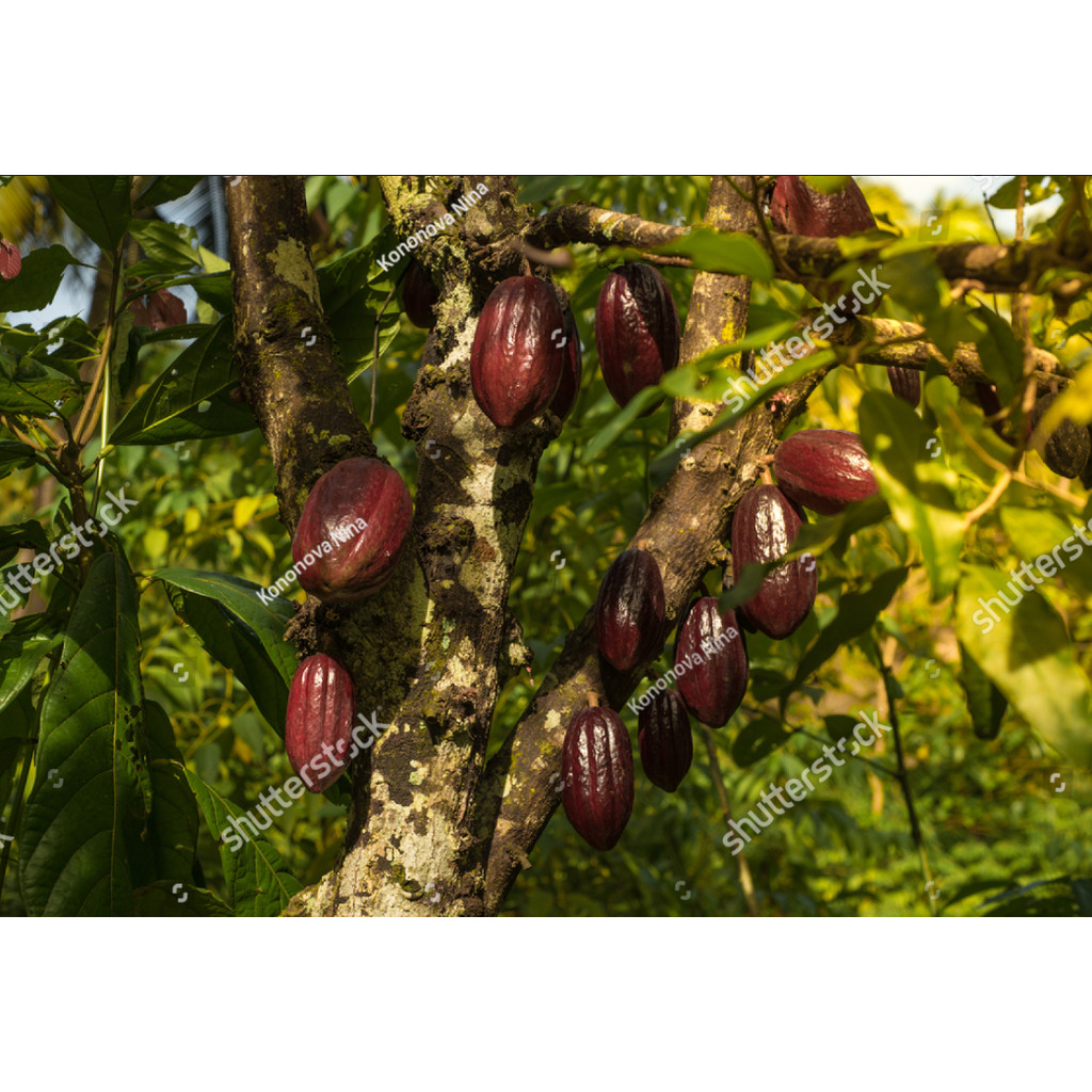 LPG BIBIT benih biji coklat kakao unggul