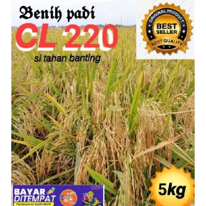 benih padi unggul CL220 kemasan 5 kg