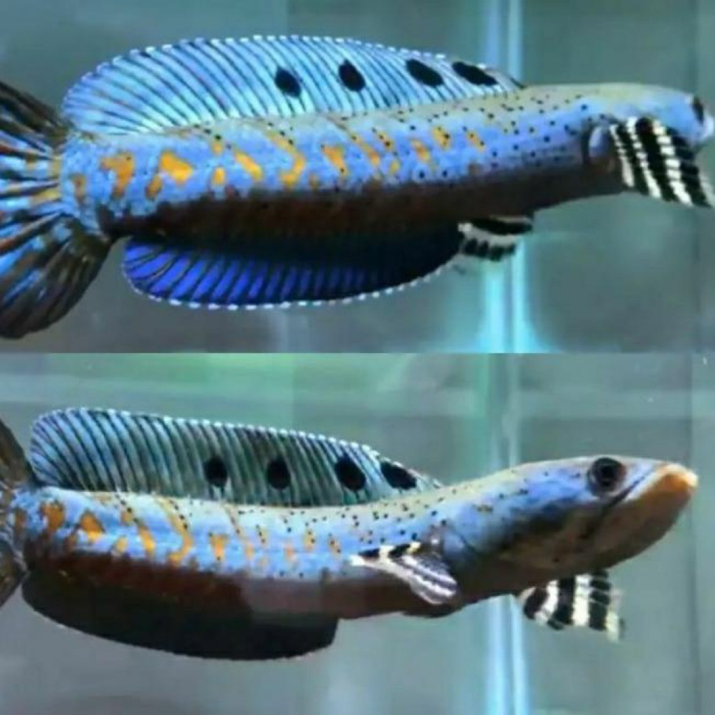 Channa Blue Pulchra size 6-7 cm makan pelet super