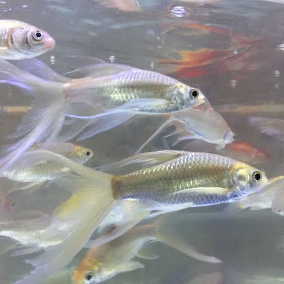 Hiasan Akuarium Kaviat Slayer Ikan Sehat 7-10CM