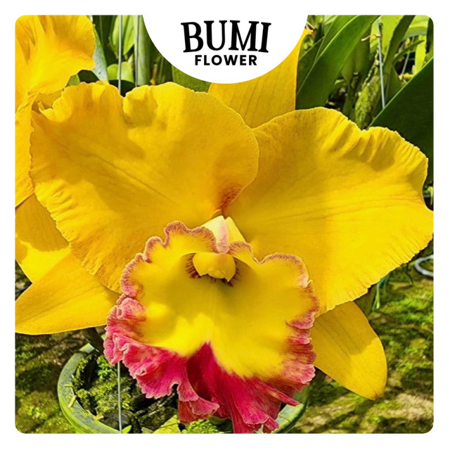 Anggrek Nonthaburi Fortune 'Asian Harmony' CATTLEYA TAIWAN remaja / dewasa (sudah berbunga berkali-k