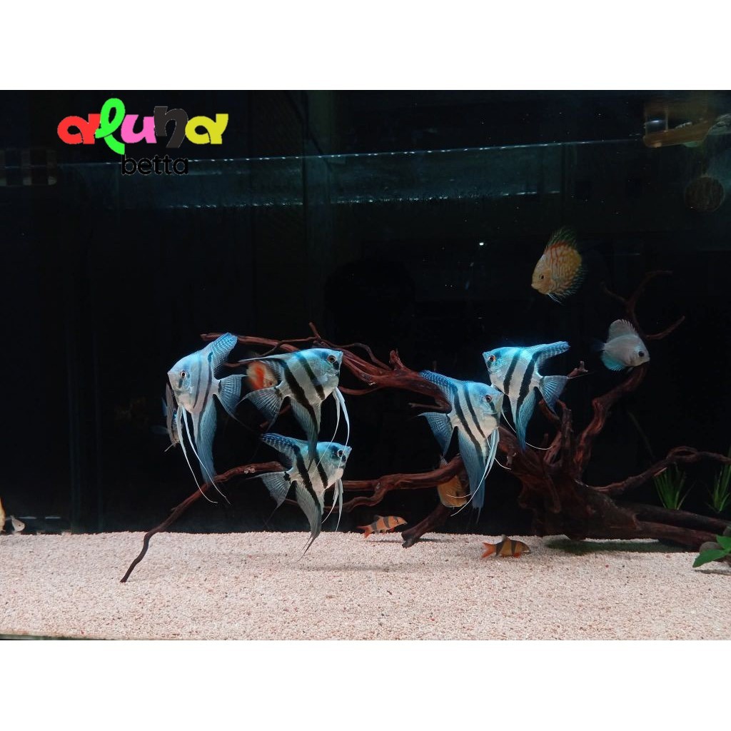 spsg manfish blue pinoy 
( ISI 2 ) dewasa. hiasan aquarium